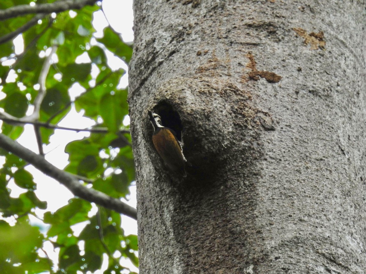 Common Flameback - ML642967969