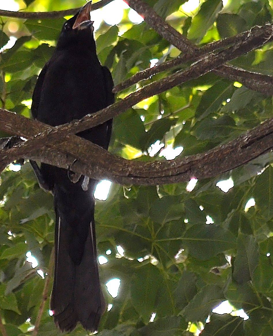 Giant Cowbird - ML642967998