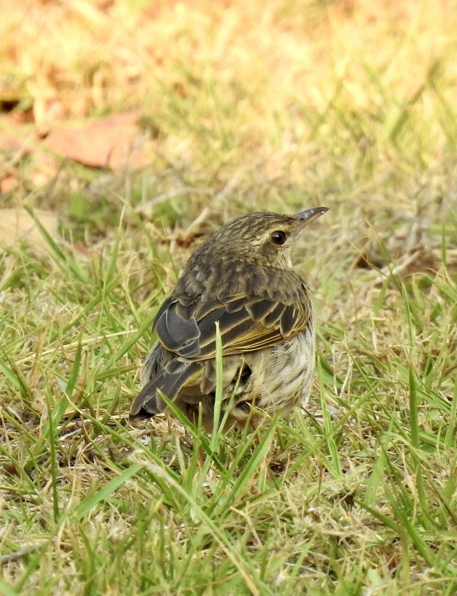 Striped Pipit - ML642968008