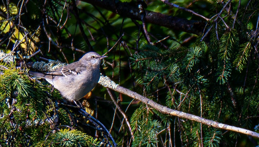 Northern Mockingbird - ML642968011
