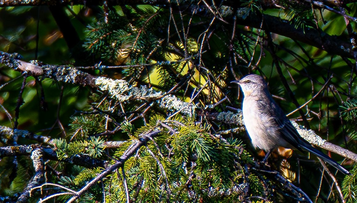 Northern Mockingbird - ML642968012