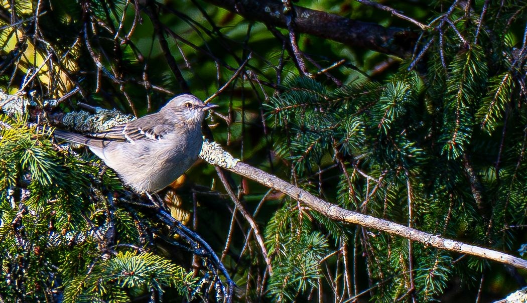 Northern Mockingbird - ML642968013