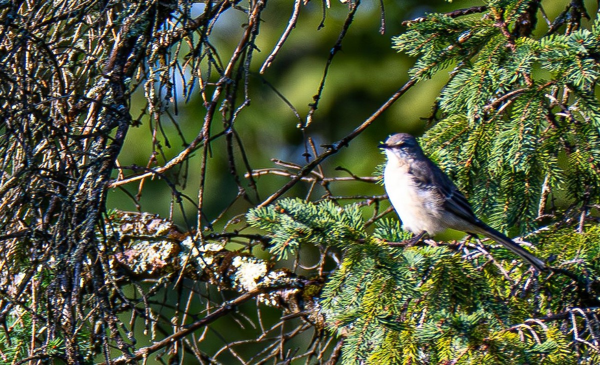 Northern Mockingbird - ML642968014