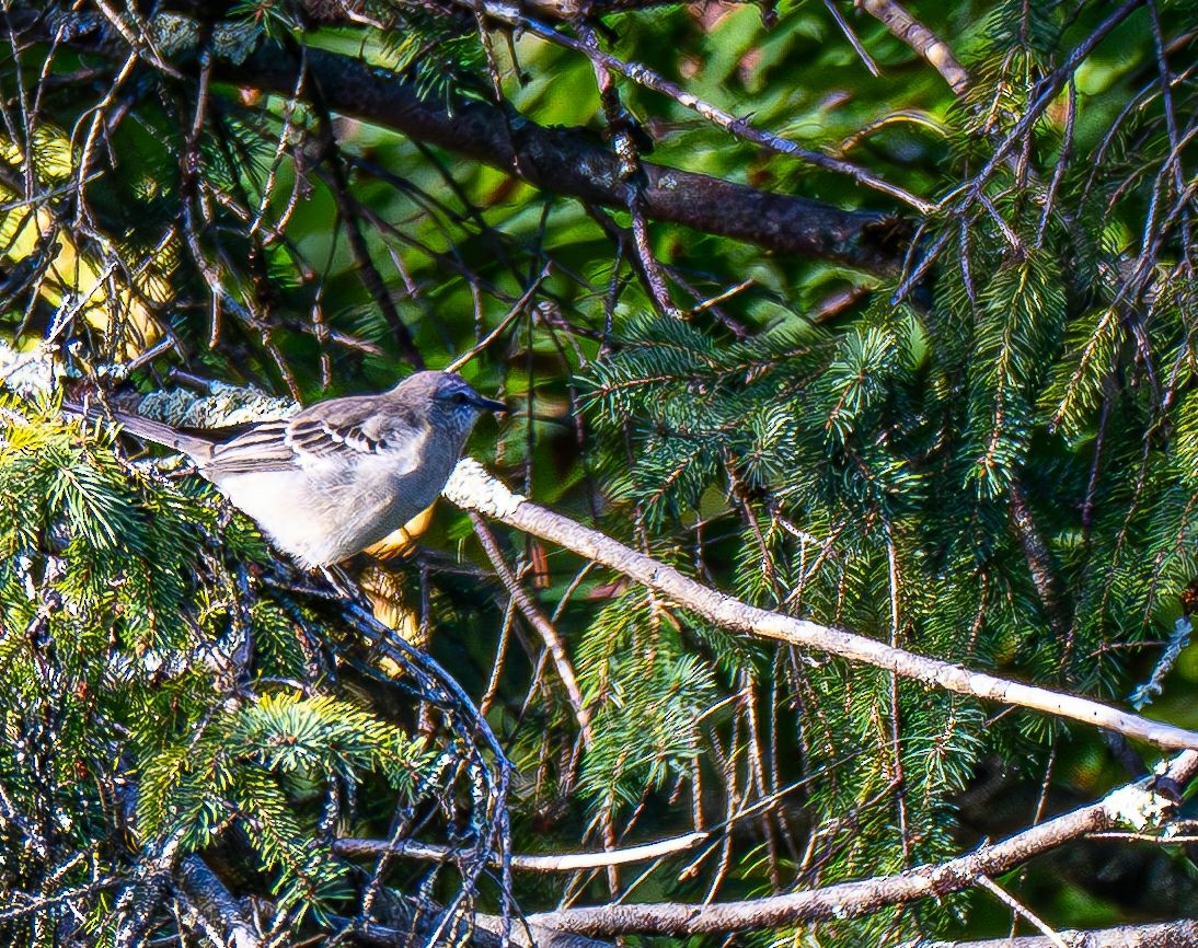 Northern Mockingbird - ML642968015