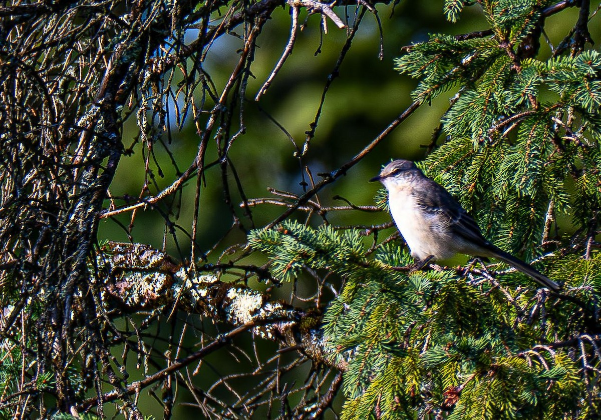 Northern Mockingbird - ML642968016