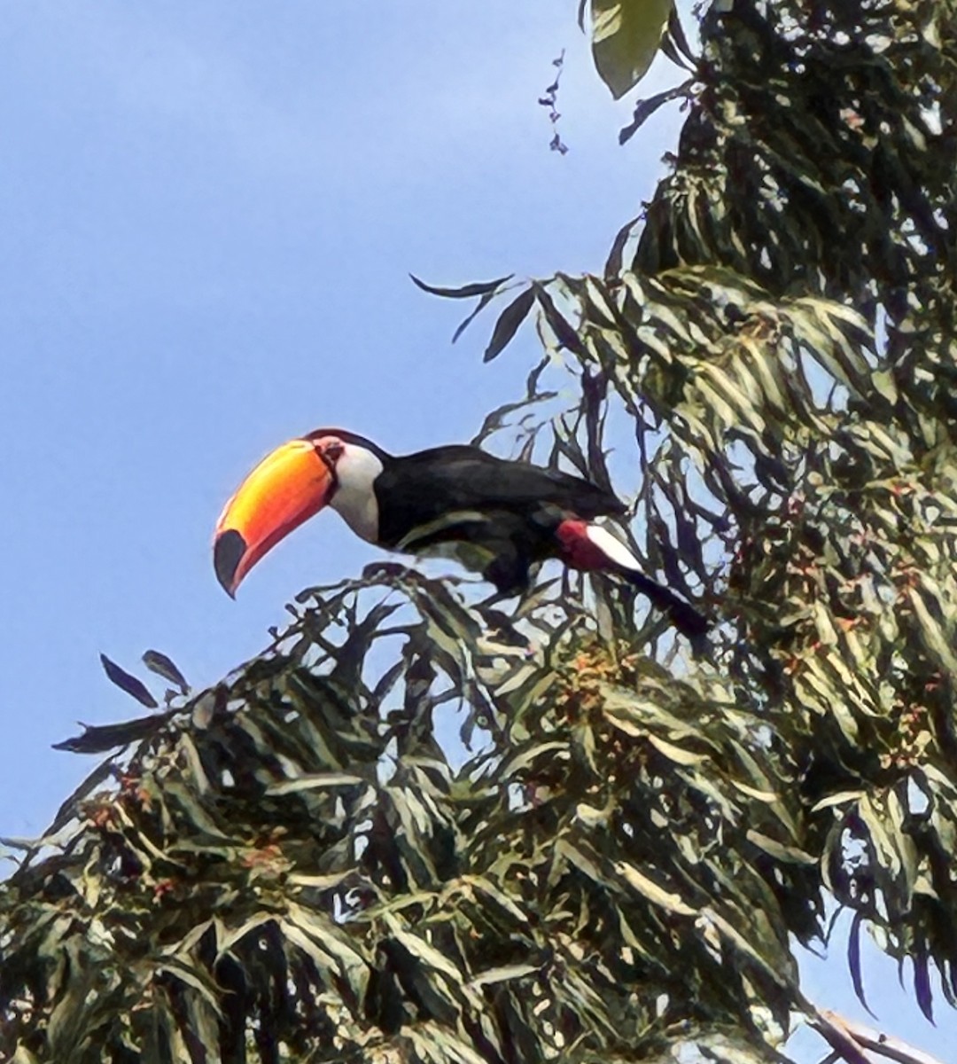 Toco Toucan - ML642968017