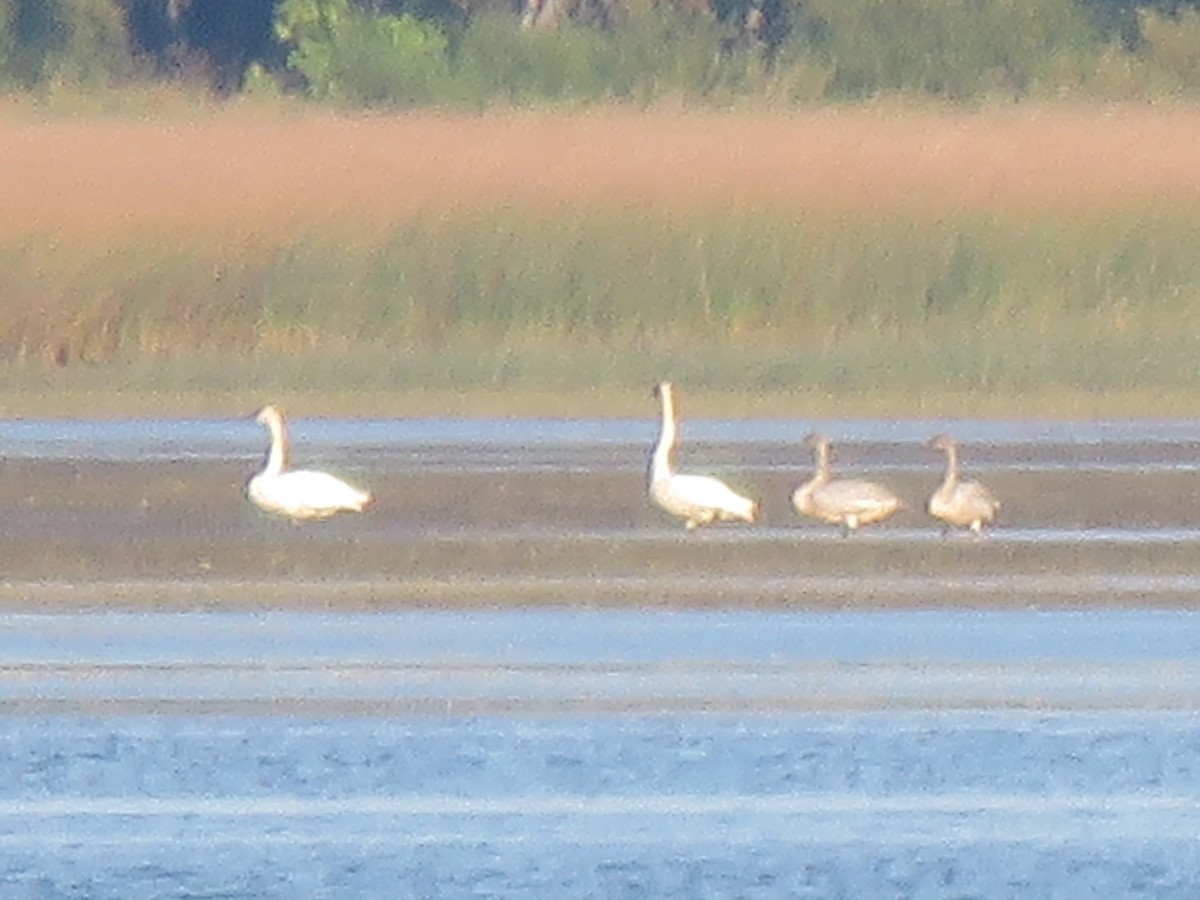 Cygne trompette - ML642968020