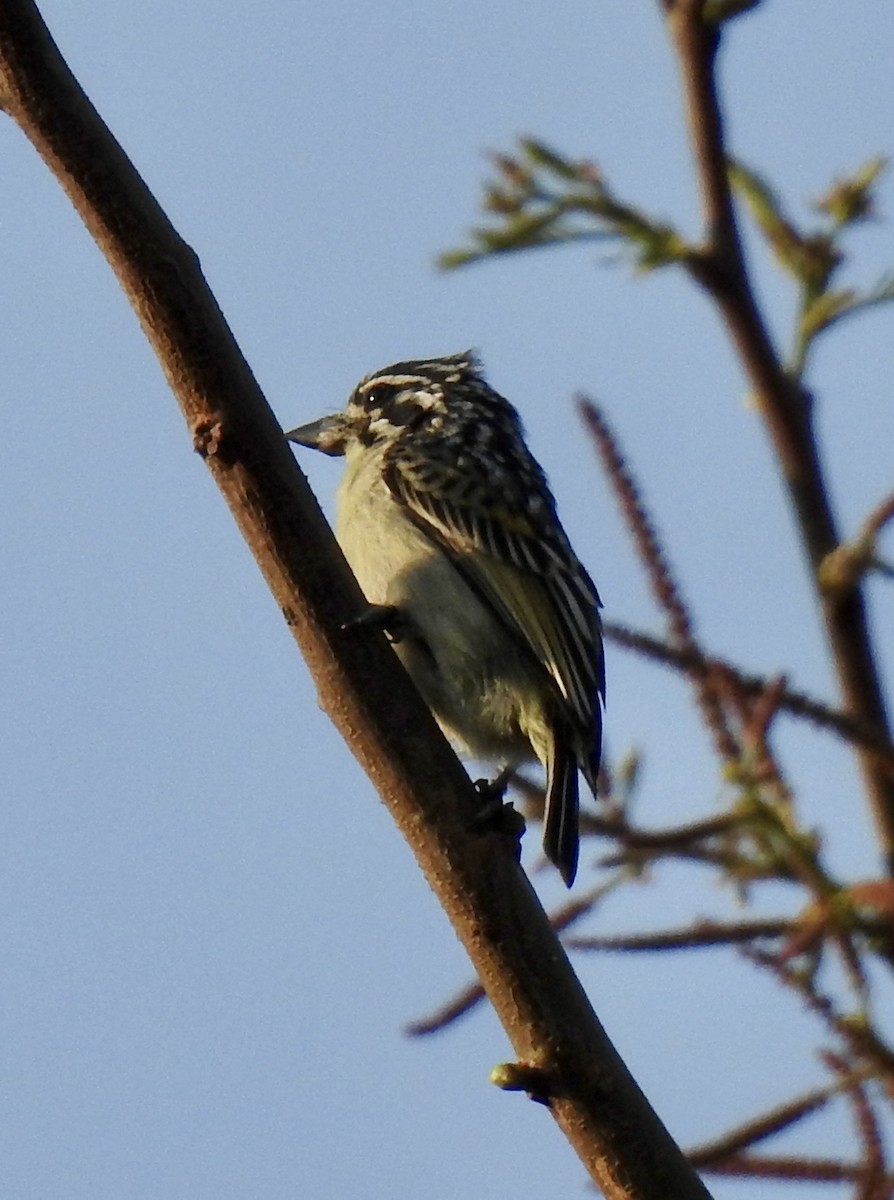 Yellow-fronted Tinkerbird - ML642968030