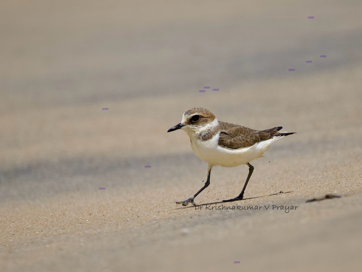 kulík mořský - ML642968037