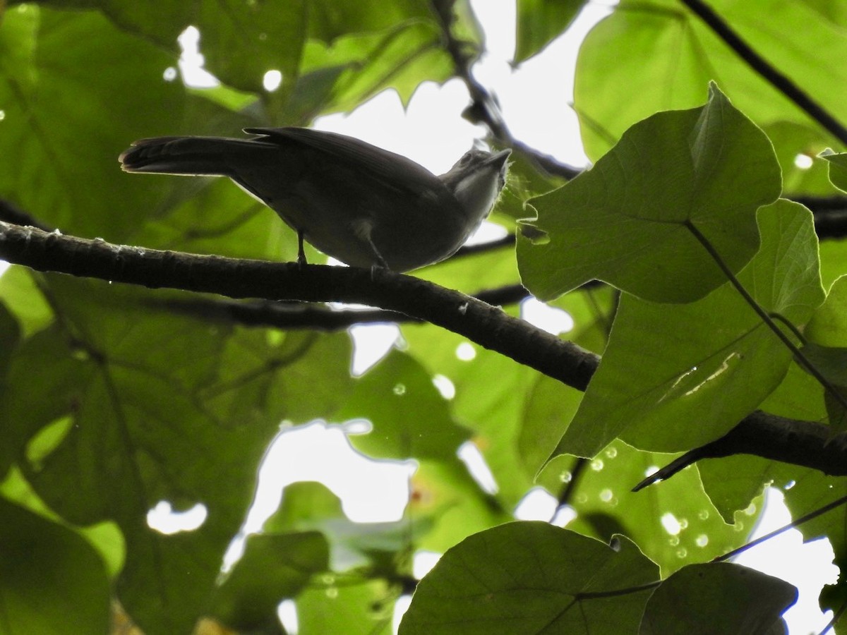 Bulbul ocré - ML642968039