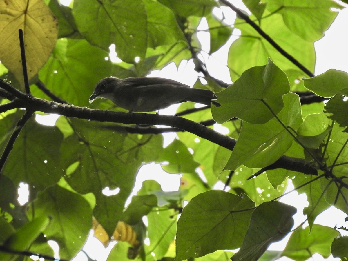 Bulbul ocré - ML642968040