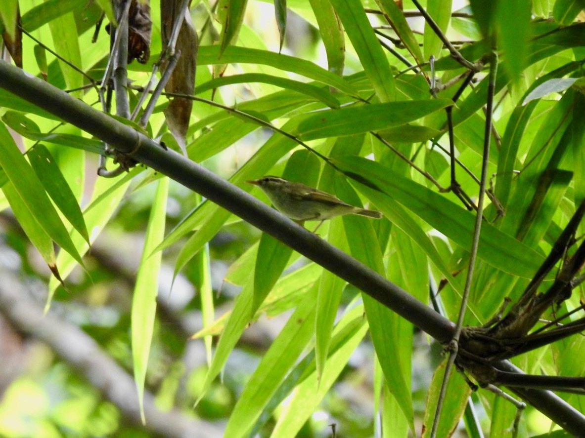 Eastern Crowned Warbler - Rounnakorn Thientongtaworn