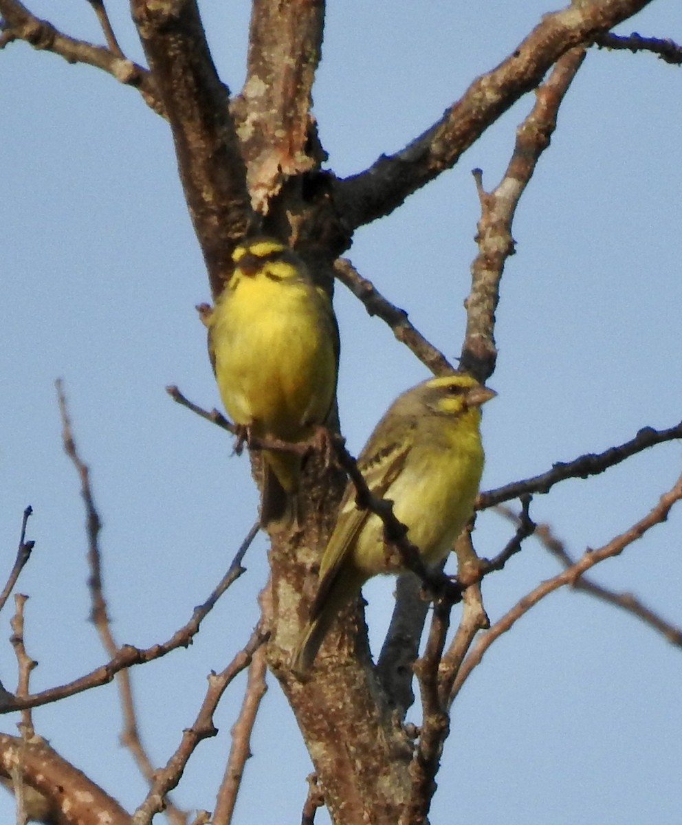 Yellow-fronted Canary - ML642968047