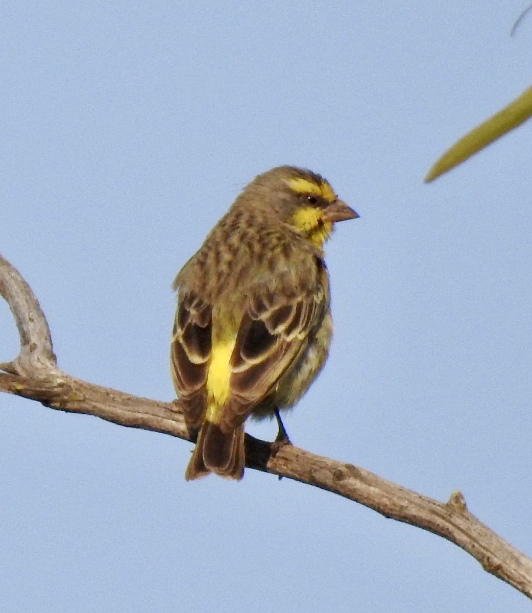 Yellow-fronted Canary - ML642968048