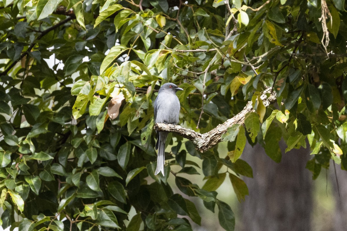 askedrongo - ML642968057