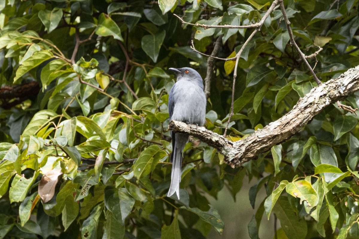askedrongo - ML642968058