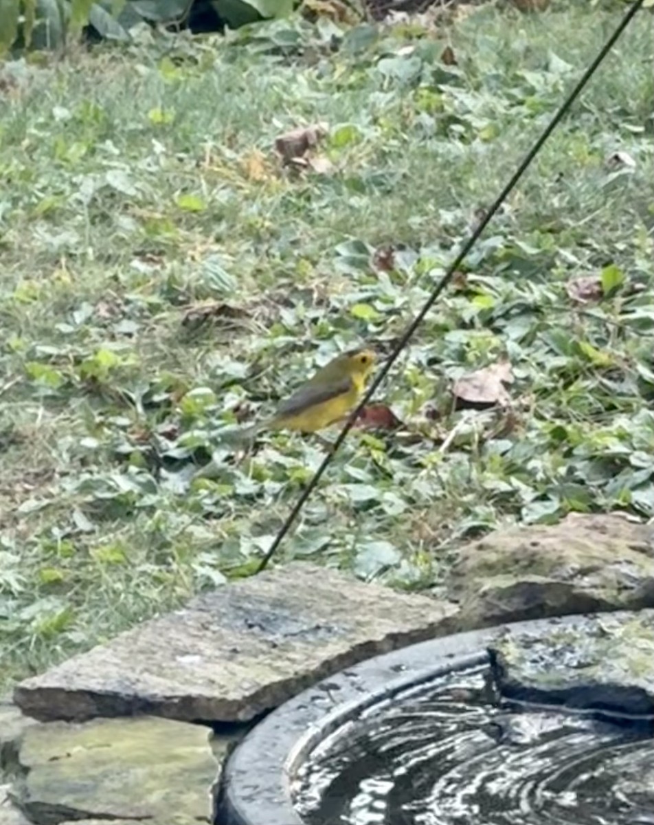 Wilson's Warbler - ML642968068