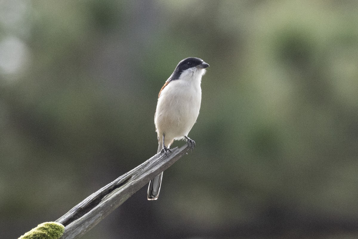 Burmese Shrike - ML642968074