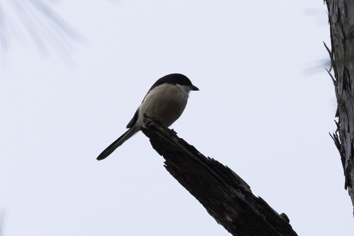 Burmese Shrike - ML642968075