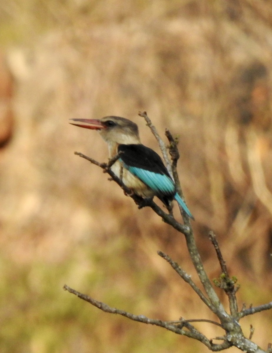 Brown-hooded Kingfisher - ML642968086