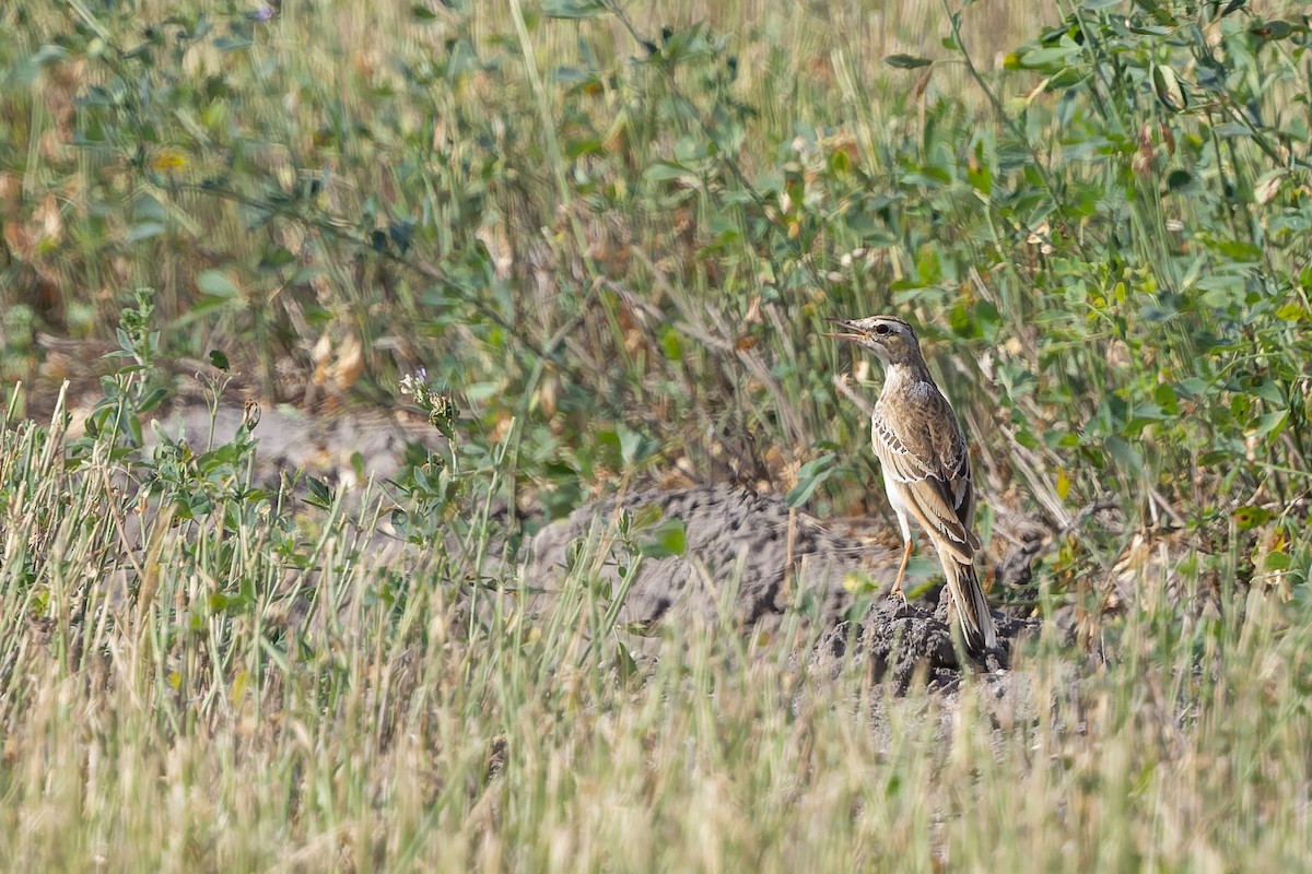 Richard's Pipit - ML642968089