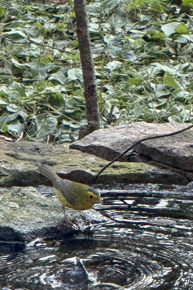 Wilson's Warbler - ML642968106
