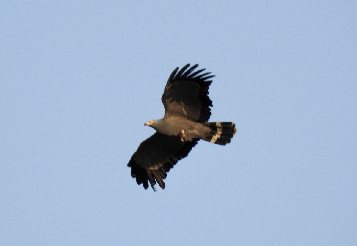 African Harrier-Hawk - ML642968107