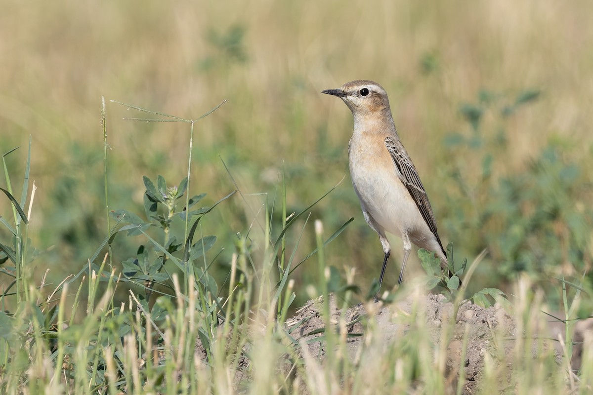 Northern Wheatear - ML642968123