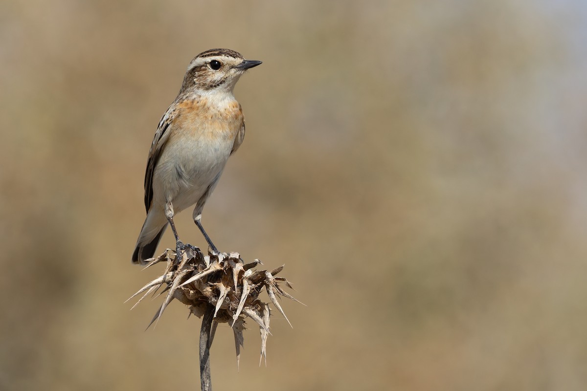 Whinchat - ML642968125