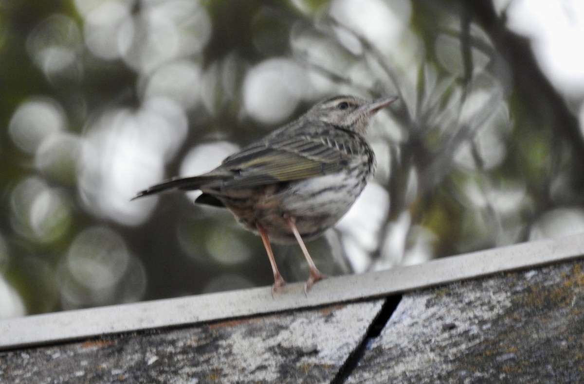 Striped Pipit - ML642968128
