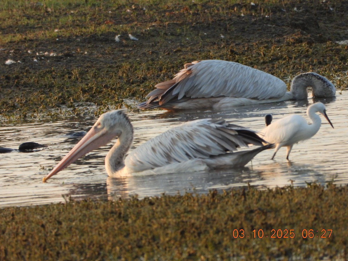 Spot-billed Pelican - ML642968136