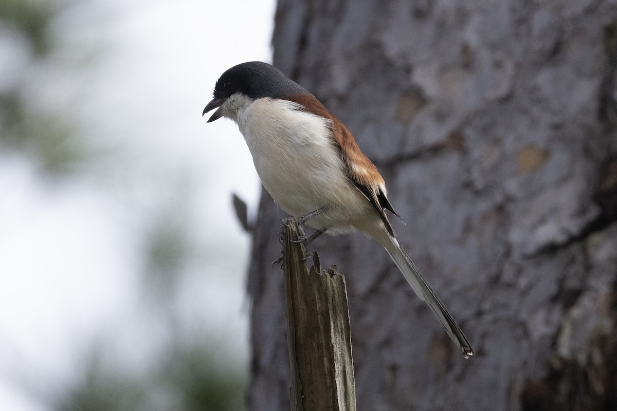 Burmese Shrike - ML642968158