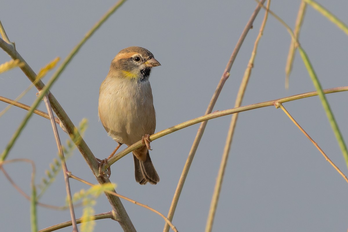 Dead Sea Sparrow - ML642968160