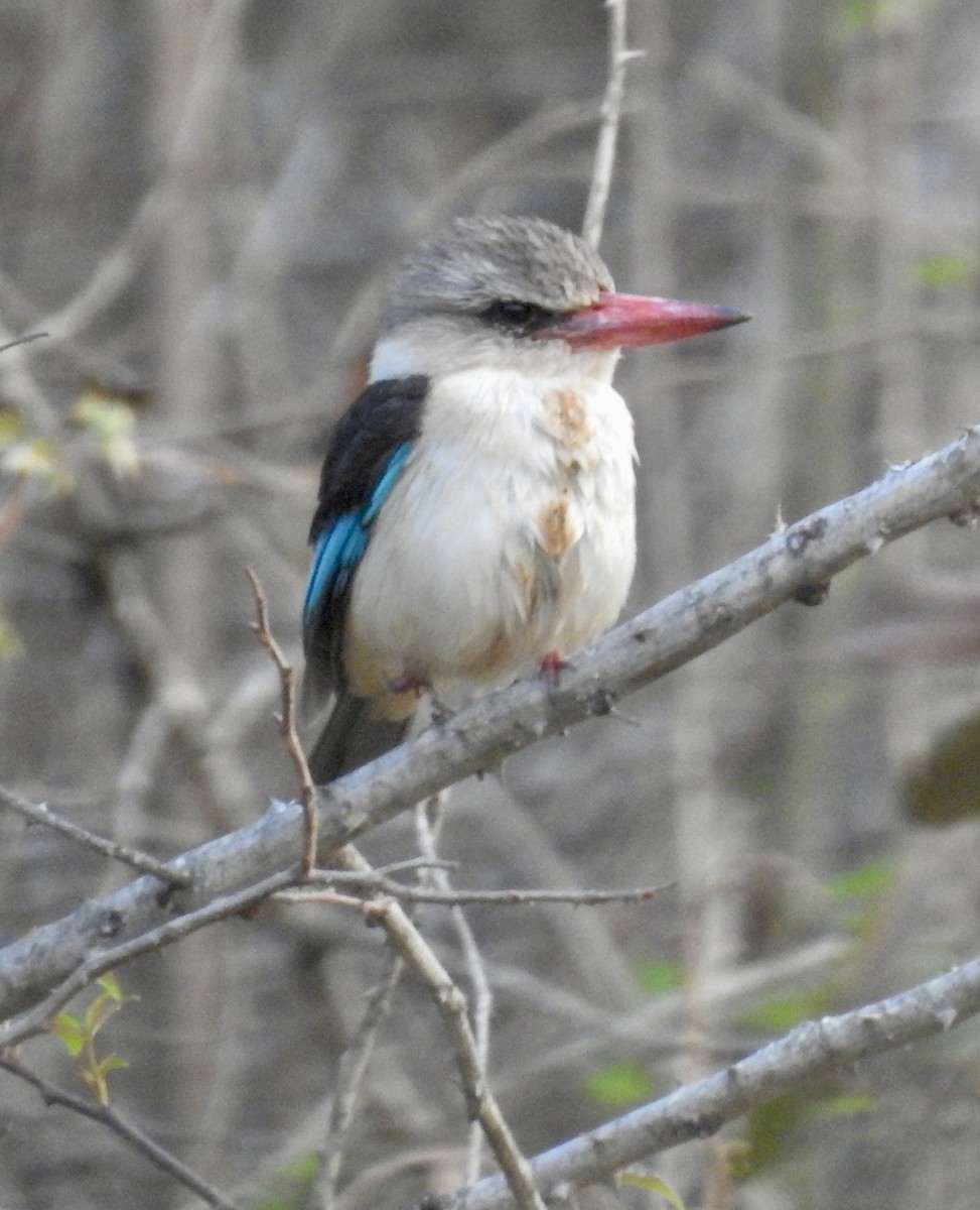 Brown-hooded Kingfisher - ML642968162