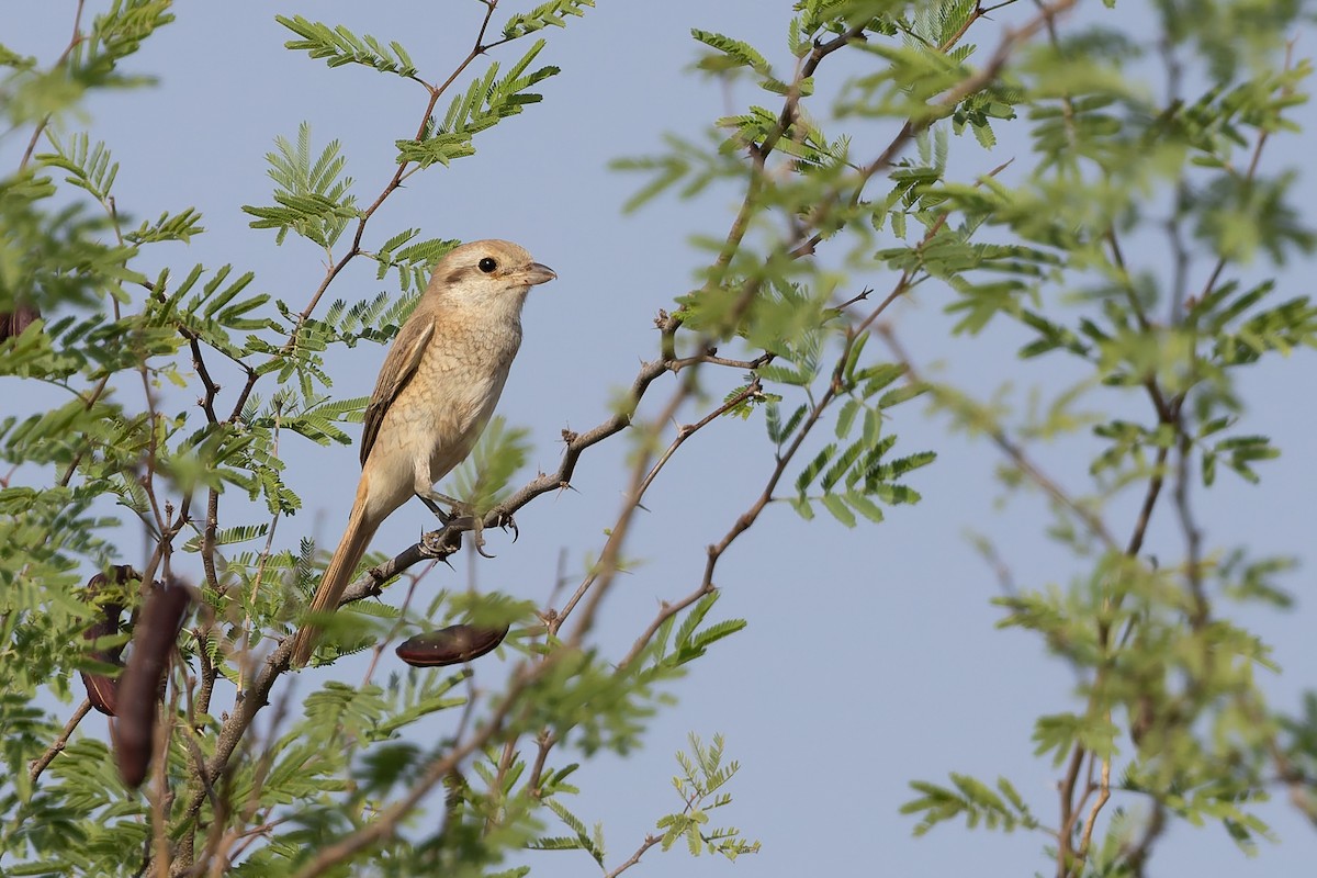 Isabelline Shrike - ML642968178