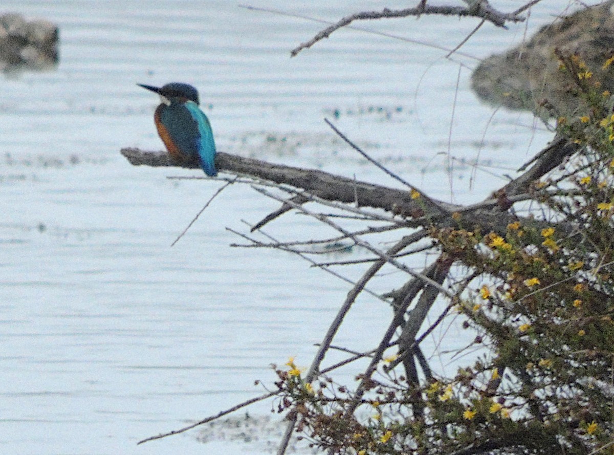 Номин шогшир - ML642968179