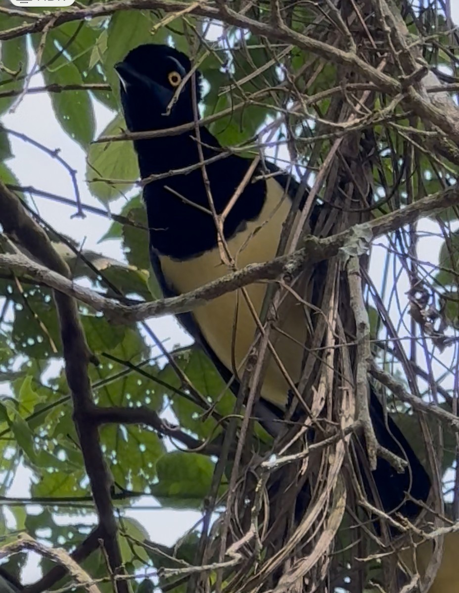 Plush-crested Jay - ML642968187
