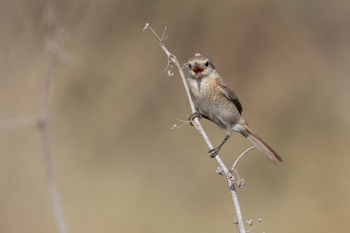 Isabelline Shrike - ML642968188