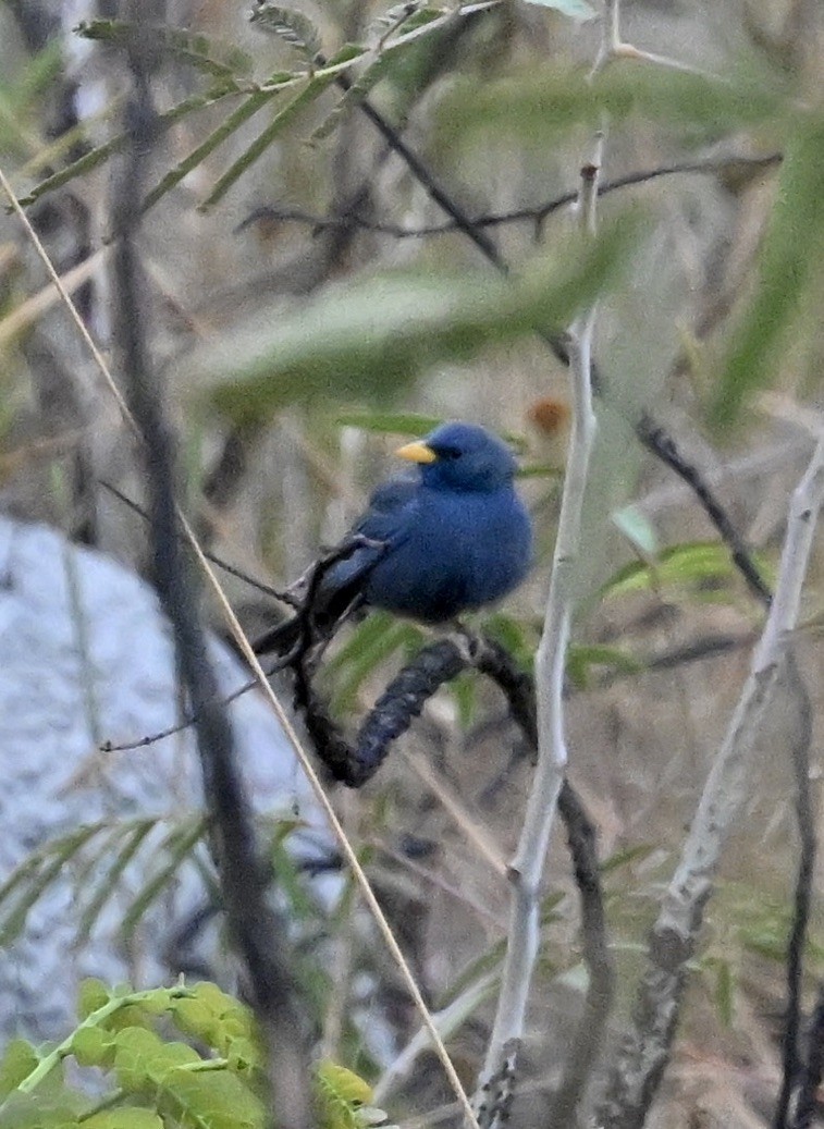 Blue Finch - ML642968190
