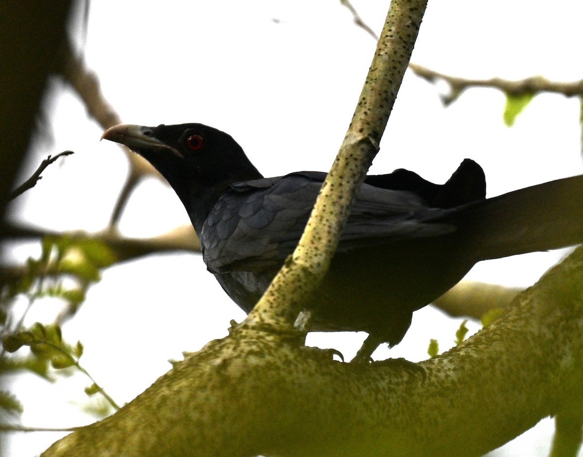 Asian Koel - ML642968192