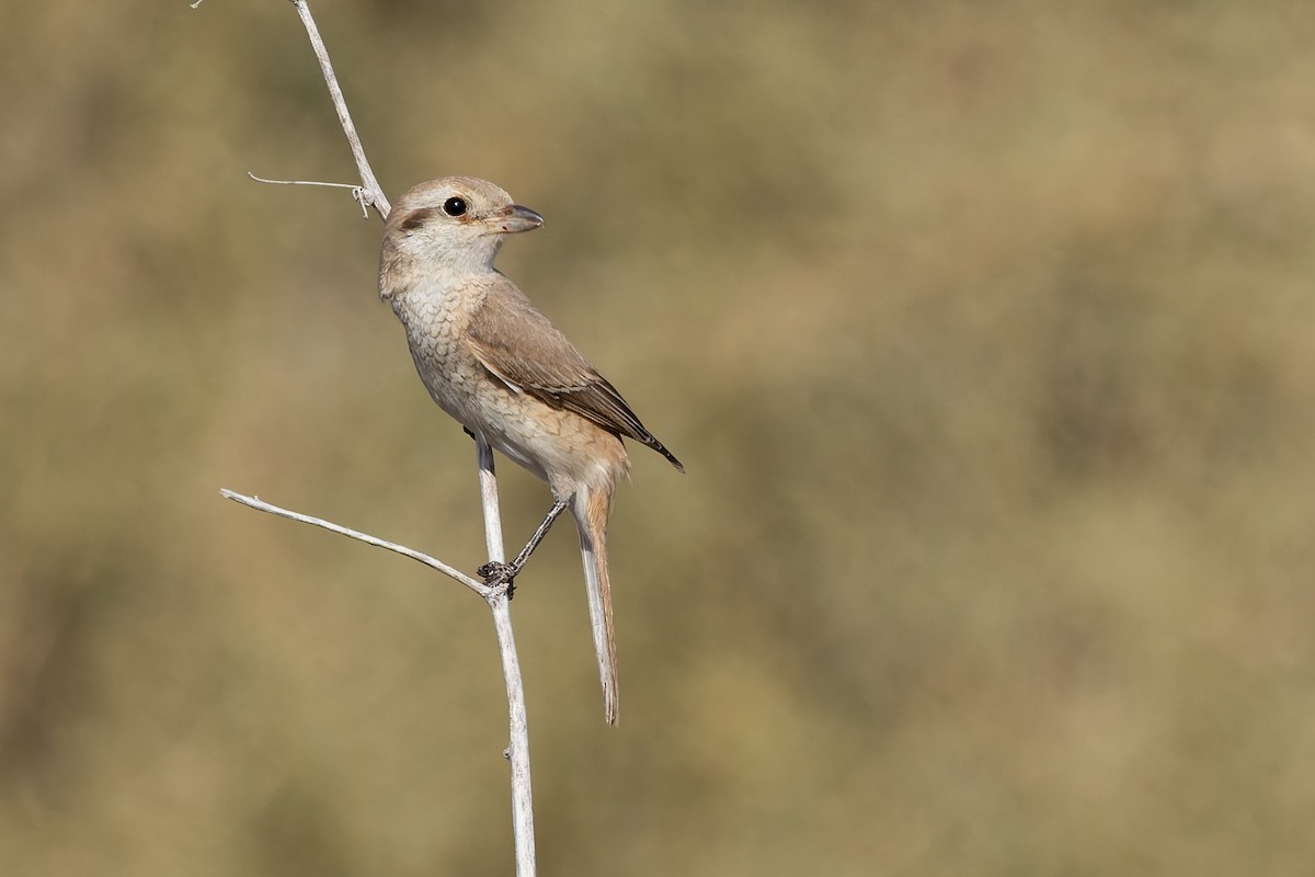 Isabelline Shrike - ML642968195