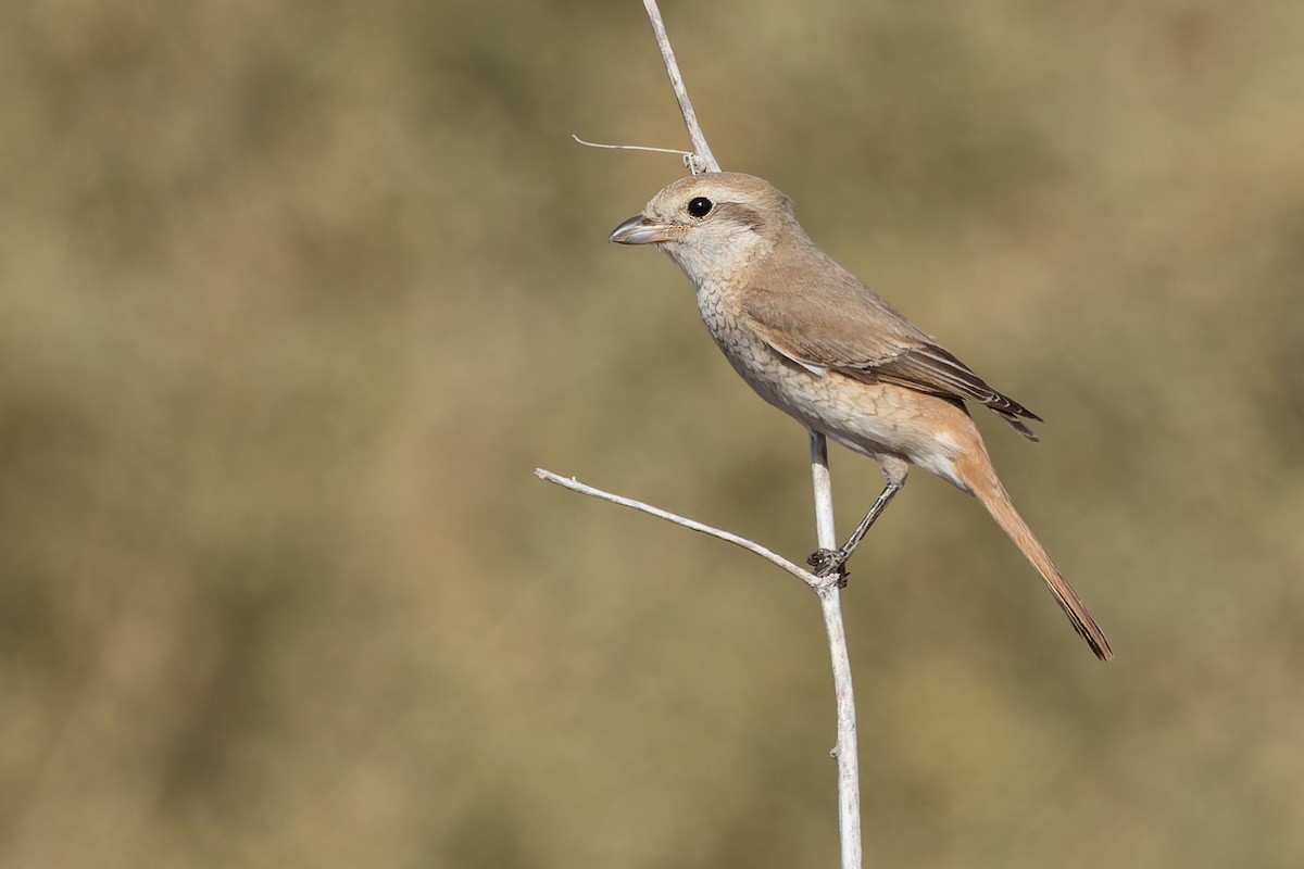 Isabelline Shrike - ML642968196