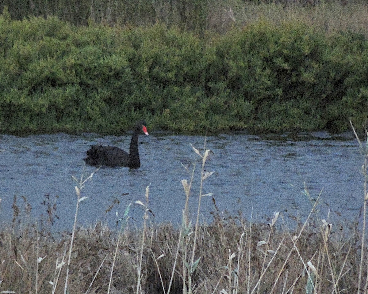 Black Swan - ML642968203