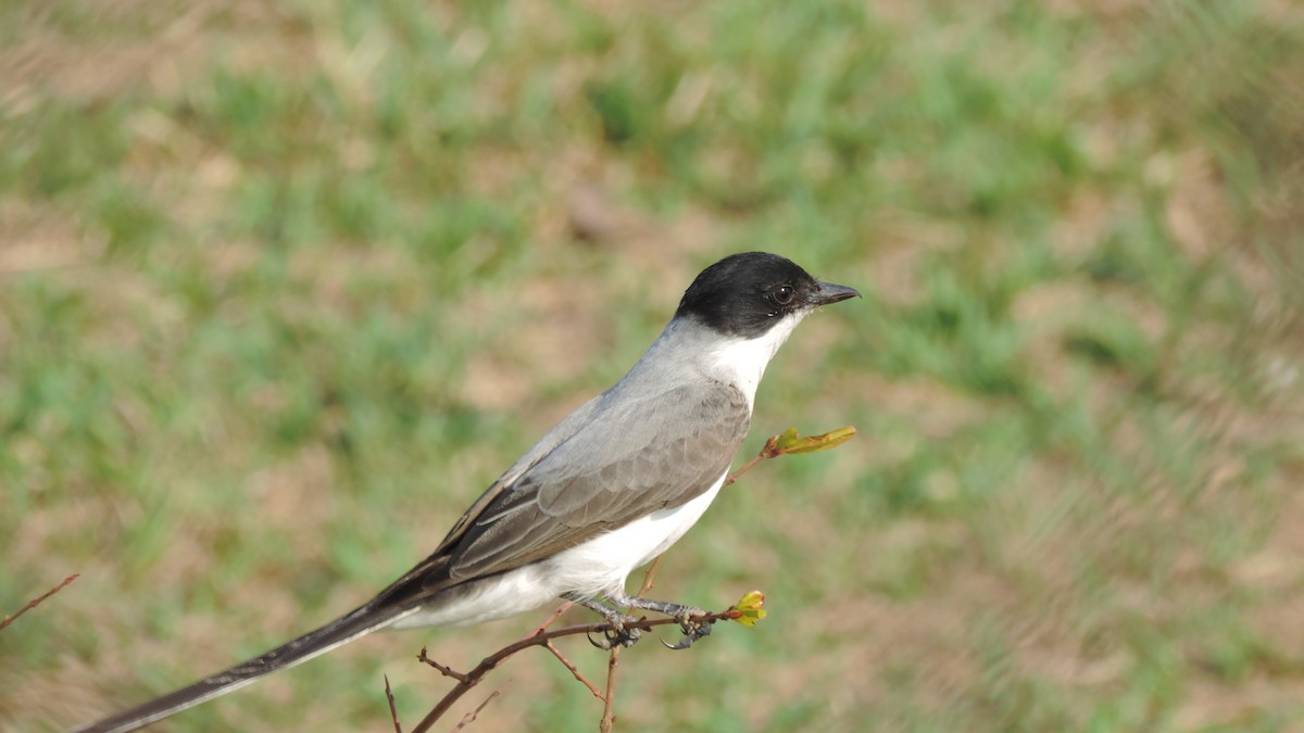 Fork-tailed Flycatcher - ML642968236
