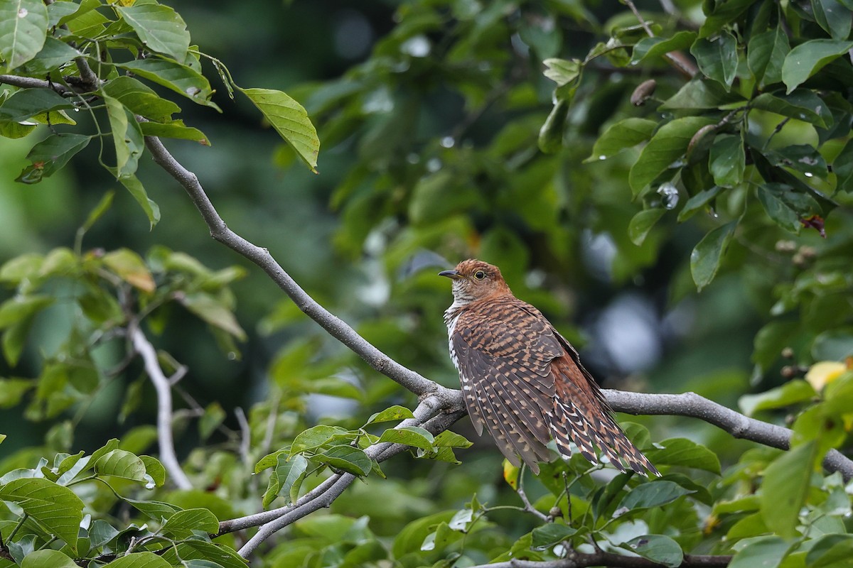 Lesser Cuckoo - ML642968244