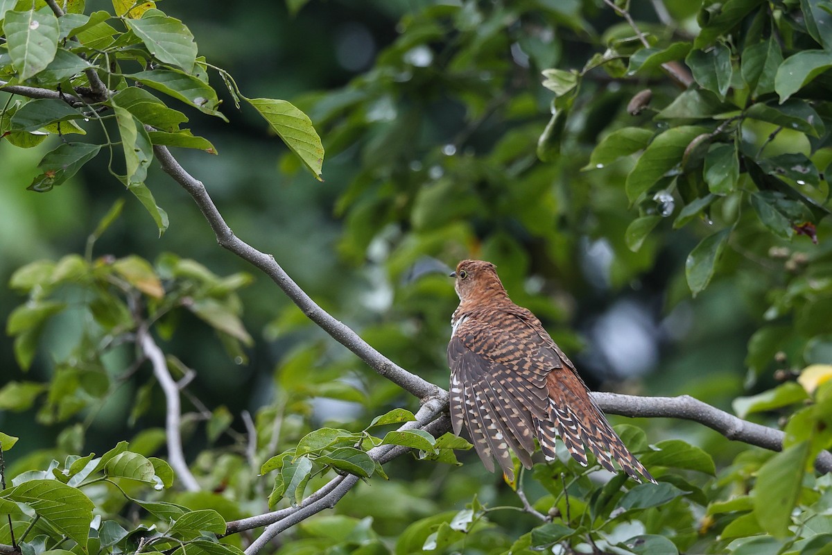 Lesser Cuckoo - ML642968245