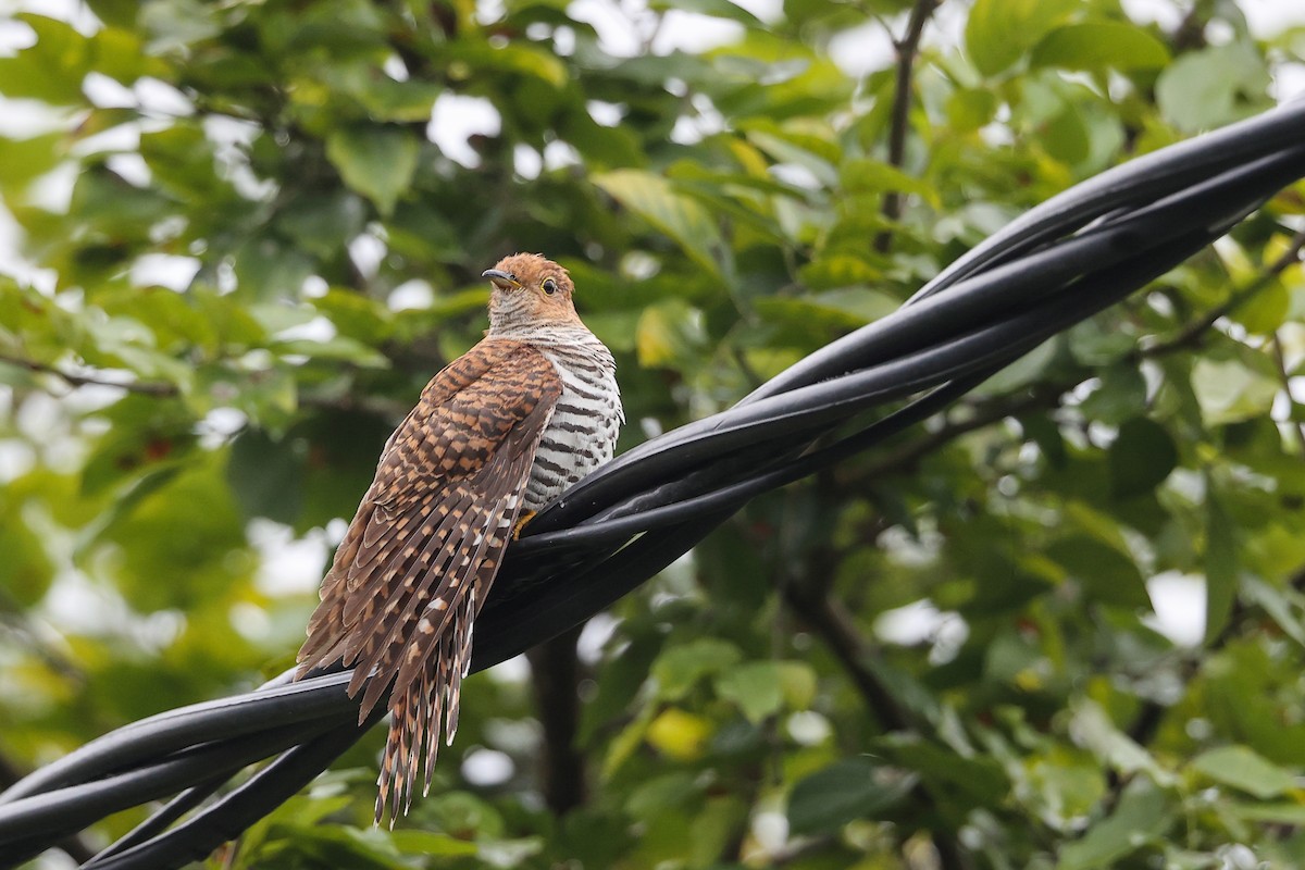 Lesser Cuckoo - ML642968246