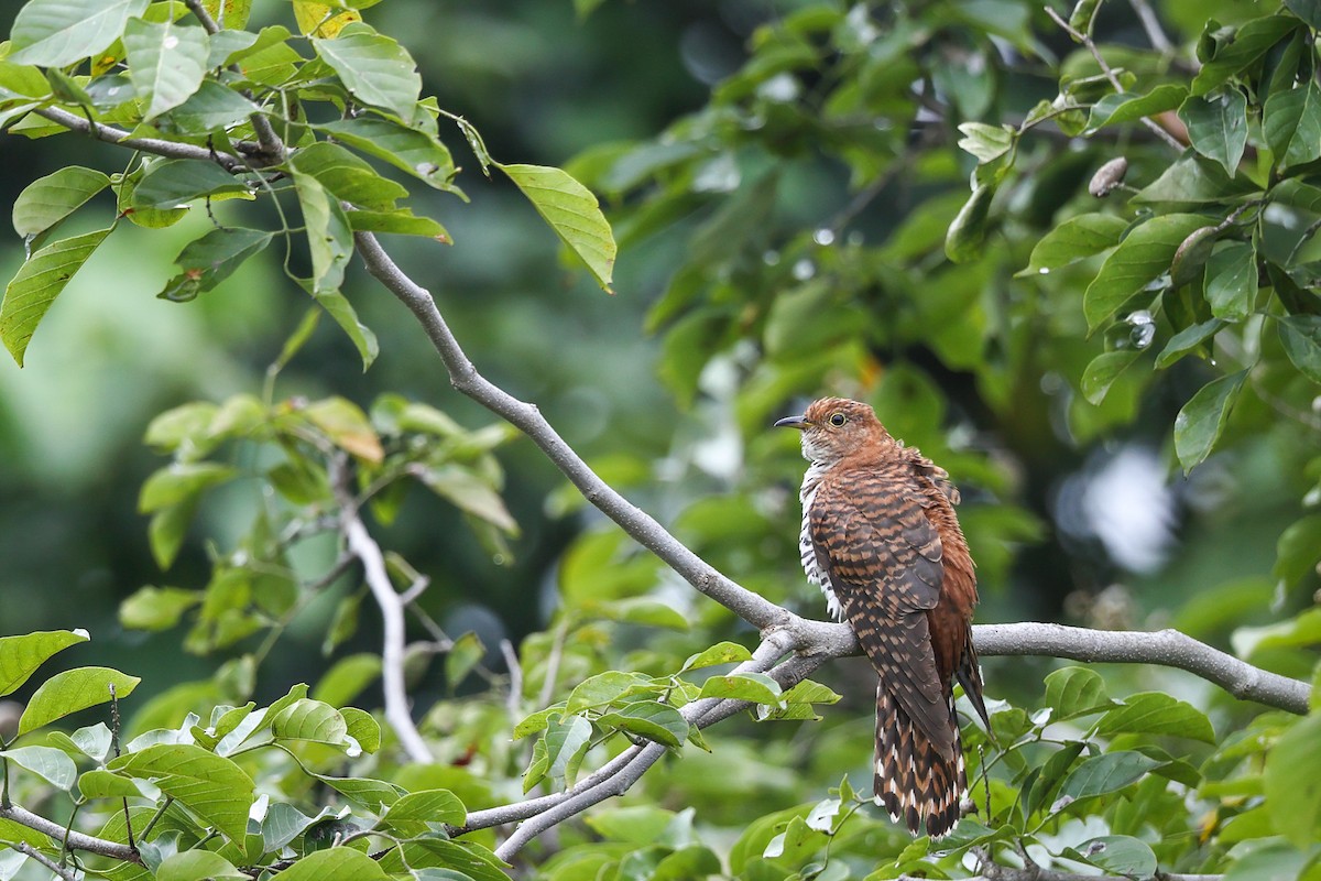 Lesser Cuckoo - ML642968247