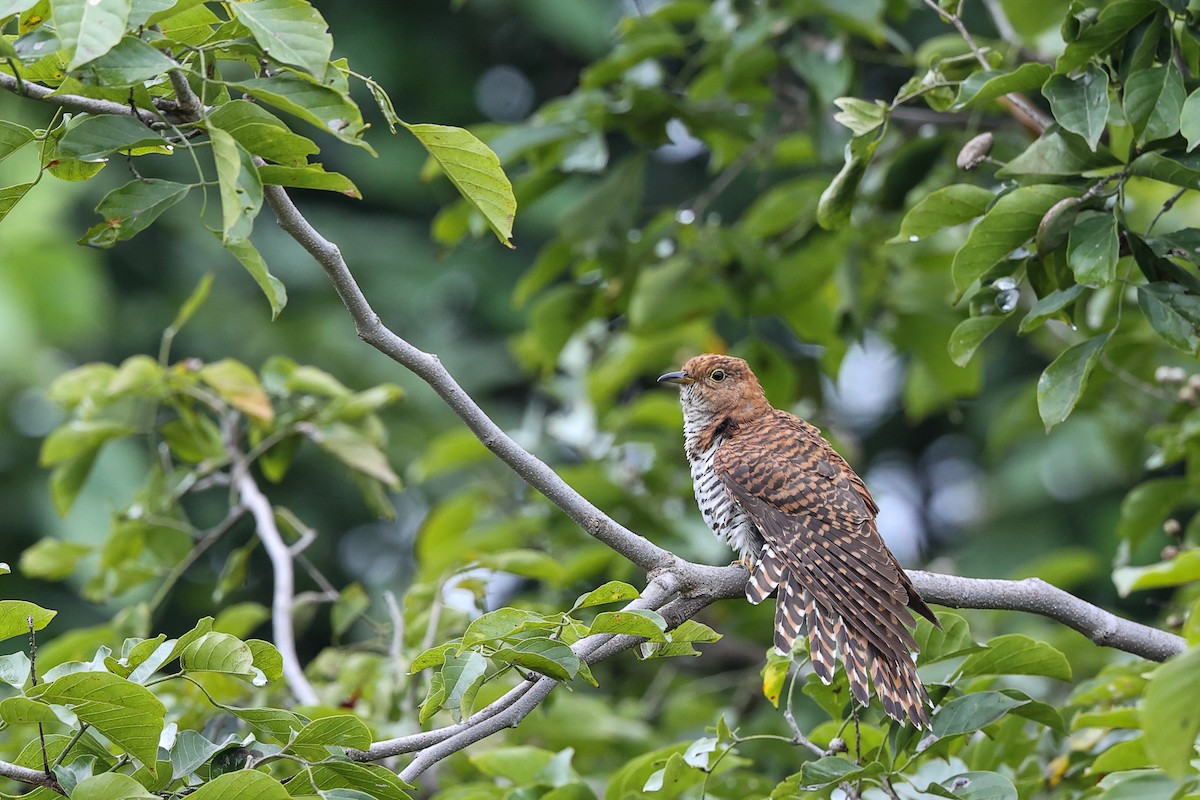 Lesser Cuckoo - ML642968248