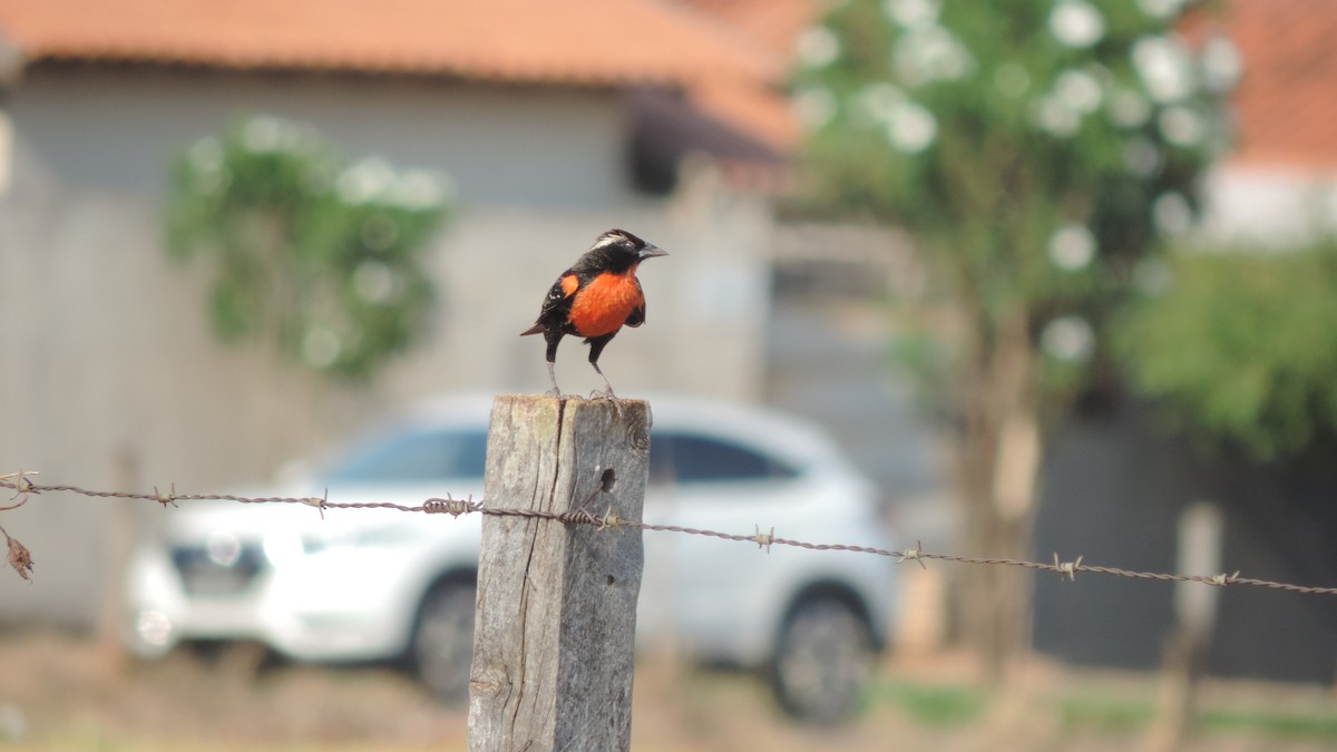 White-browed Meadowlark - ML642968259